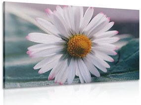 Quadro su tela – Margherita stupenda