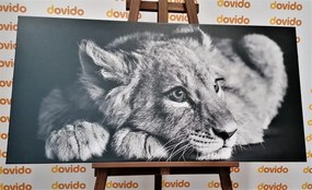 Stampa su tela – Cucciolo di leone in bianco e nero