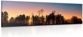 Quadro su tela – Foresta avvolta nell'oscurità