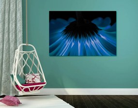 Quadro su tela – Gerbera blu su sfondo scuro