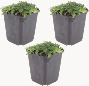 Set di 3 piante vere Timo bianco Thymus praecox Albiflorus