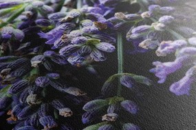Stampa su tela – Bouquet di lavanda
