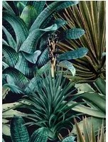 Mindthegap Carta da parati Lush Succulents - WP20164