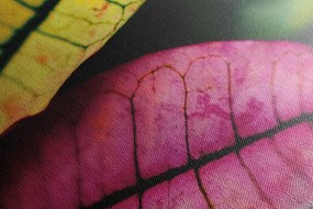 Quadro su tela – Foglie fresche