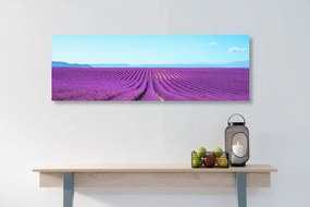 Stampa su tela – Campo di lavanda infinito