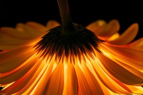 Carta da parati autoadesiva – Gerbera su sfondo scuro
