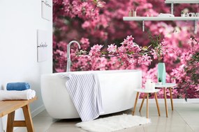 Fotomurale – Fiori di ciliegio dettagliati