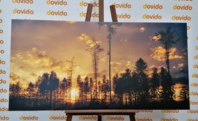Stampa su tela – Sera nella foresta