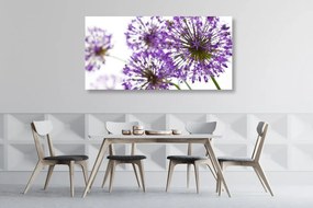 Stampa su tela – Fiori di aglio viola in fiore