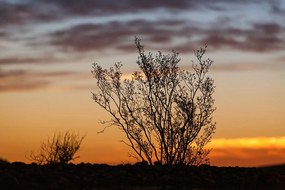 Carta da parati – Rami al tramonto