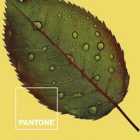 Trapunta Nature Pantone - Letto da 150 (250 x 260 cm)