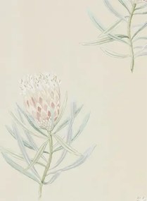 Tapete Protea Flower von Sanderson - Russet/ Green