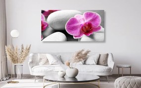 Quadro su tela – Fiori di orchidea su pietre bianche