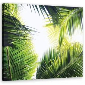 Quadro su tela, foglie di palma 50x50