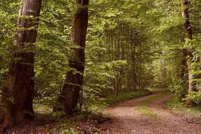 Carta da parati – Bosco verde