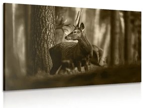Quadro su tela – Cervo nella foresta di pini in seppia