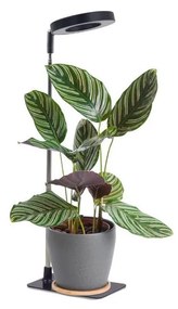 Lampada LED da tavolo dimmerabile per coltivazione piante VERDI LED/5W/5V 1300K, nera