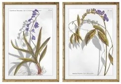 Quadro DKD Home Decor 50 x 2 x 70 cm Moderno Piante botaniche (2 Unità)