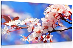 Quadro su tela – Fiore di ciliegio