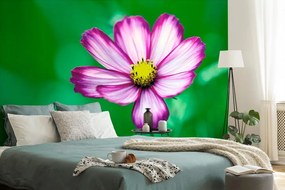 Carta da parati autoadesiva – Fiore da giardino di cosmea