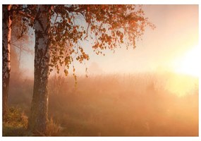 Carta da parati – Foresta autunnale nebbiosa