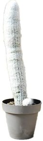 Pianta da interno ESPOSTOA LANATA VASO DIAM.CM. 40