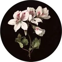 KEK Amsterdam Carta da parati panoramica White Flowers Circle - S - 1.425m
