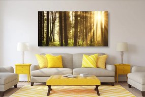 Quadro su tela – Foresta inondata di sole