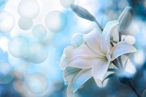 Carta da parati – Fiore di giglio su sfondo astratto