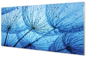 Quadro in vetro acrilico Cade macro dentelioni 100x50 cm