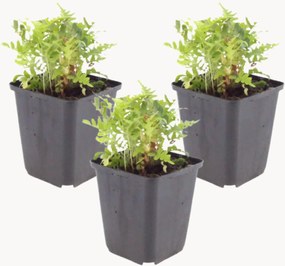 Set di 3 piante vere Spotted Fern Polypodium Vulgare