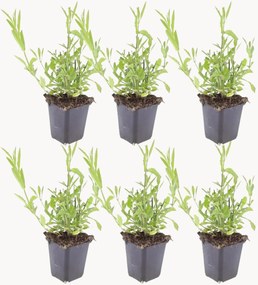 Set di 6 piante vere Verbena Bonariensis