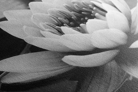 Stampa su tela – Fiore di loto nel lago in bianco e nero