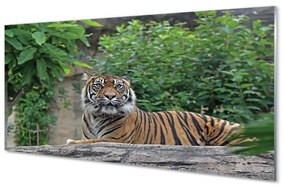 Quadro in vetro Foresta delle tigri 100x50 cm