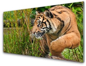 Pannello cucina paraschizzi Animali tigre 100x50 cm