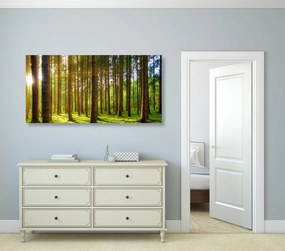 Stampa su tela – Mattina nella foresta