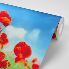 Carta da parati autoadesiva – Fiori di papavero sul prato