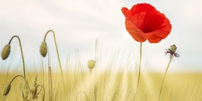 Stampa su tela – Papavero selvatico