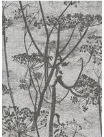 Cole & Son Carta da parati Cow Parsley - Gilver on Black