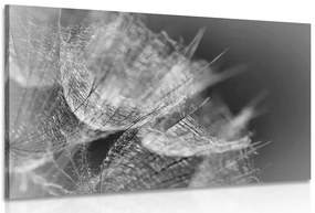 Stampa su tela – Macro soffione in bianco e nero su sfondo