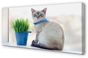 Foto quadro su tela Sedute gatto 100x50 cm