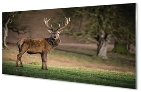 Quadro vetro acrilico Cervo sul campo 100x50 cm