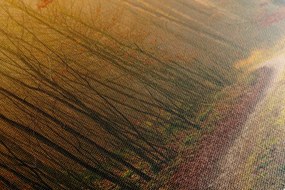 Stampa su tela – Sentiero nella foresta