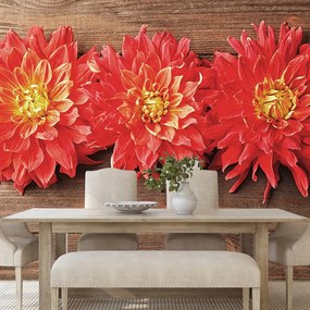 Carta da parati – Fiori di dalia su legno