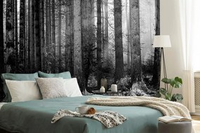 Carta da parati – Mistero del bosco in bianco e nero