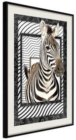 Poster  Zebra in the Frame  Cornice Quadri Cornice nera con pass-partout, Larghezza x Altezza Home decor 20x30