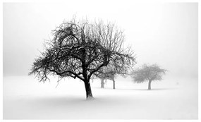 Fotomurale inverno alberi