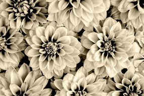 Carta da parati – Fiori di dalia in seppia