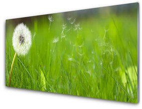 Quadro in vetro acrilico Pianta di erba di tarassaco 100x50 cm