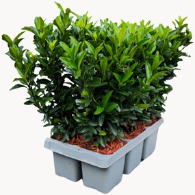 Set di 6 piante vere Euonymus japonicus Green Spire